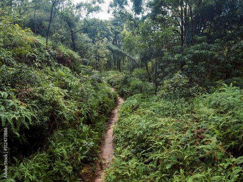 Aerial view of trail hiding in tropical forest