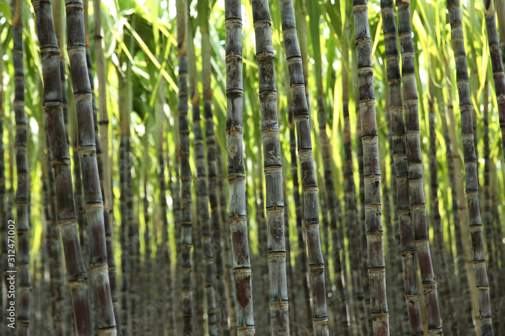 Fototapeta premium Sugarcane plants growing at field