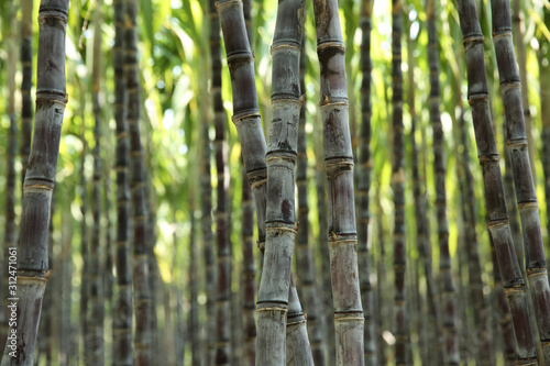 Sugarcane plants growing at fields