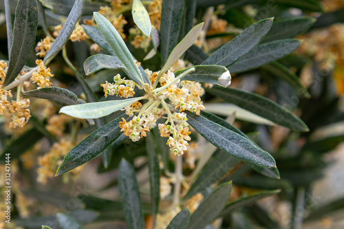 Olive tree branch with flowers at the flowering stage