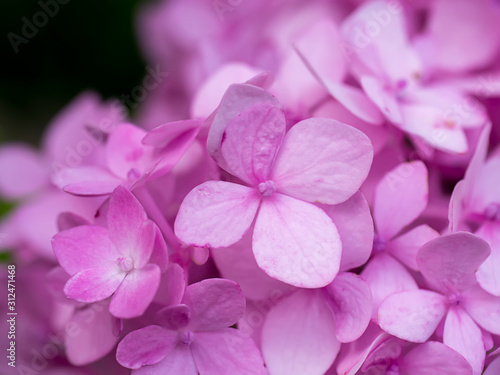Macro image  Close up pink Hydrangea flower.