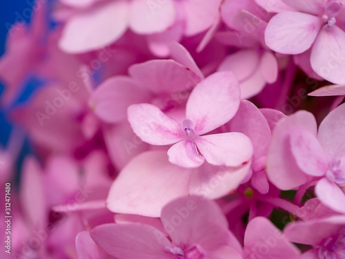 Macro image  Close up pink Hydrangea flower.
