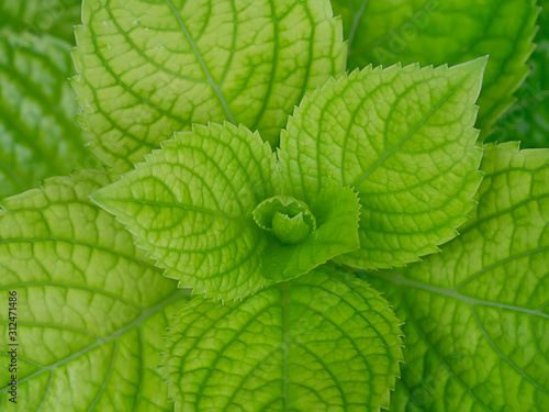 Macro image, Close up leaves of Hydrangea tree. photo