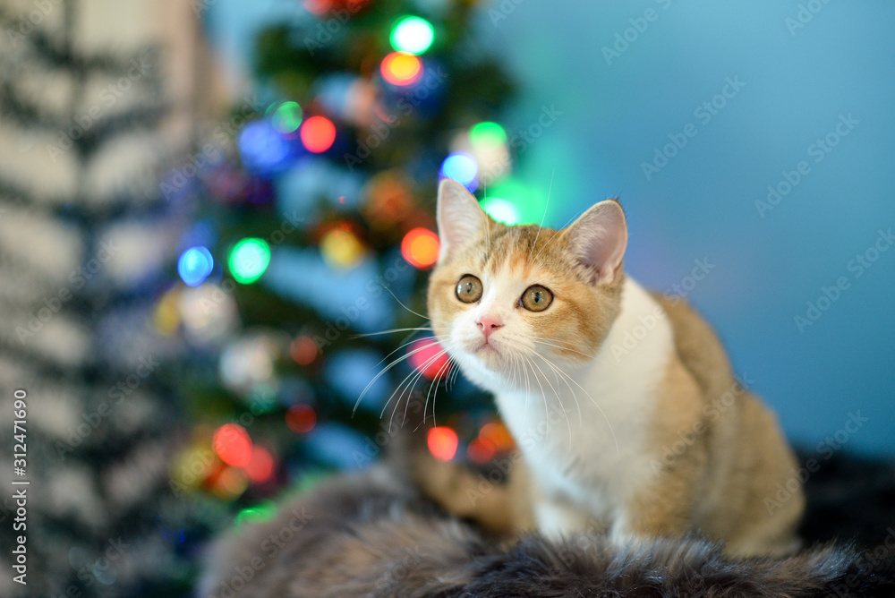 Cute British Longhair cat indoor Cute British Longhair cat indoor