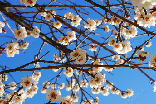 closeup of blooming cherry blossoms in front of clear blue sky, sakura (spring) in Japan and South Korea 
