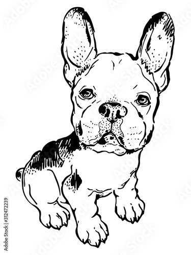 Cute french bulldog sketch