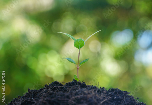 young plant in soil, Small trees are growing Bokeh background