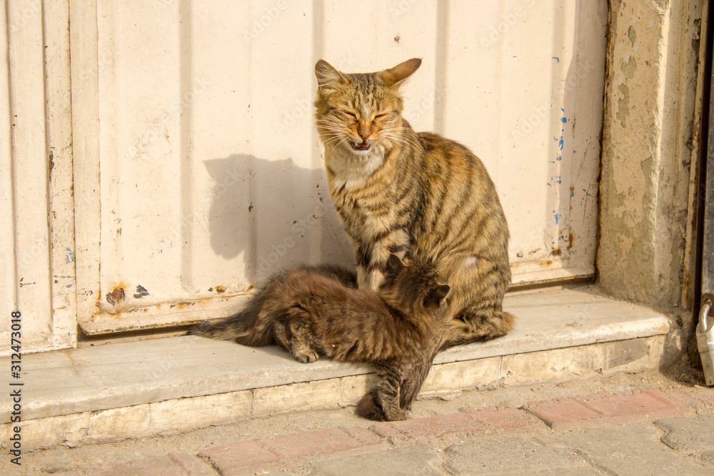 mother cat and her children. Baby cats are playing with each other and their young mother is standing beside them. These are street animals. mother cat and her children. Baby cats are playing with each other and their young mother is standing beside them. These are street animals.
