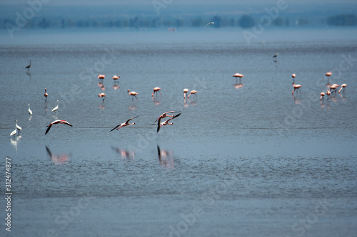Flamingos in Lake Manyara, Tanzania