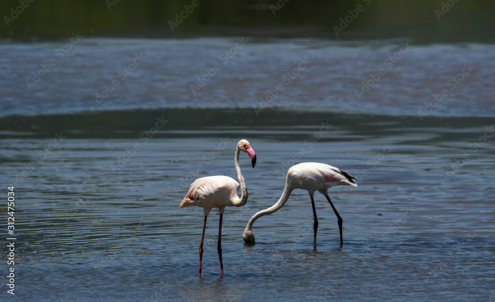 Flamingos in Lake Manyara, Tanzania