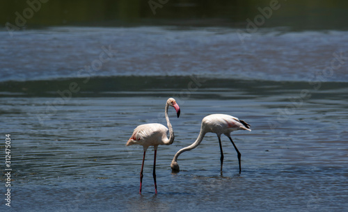 Flamingos in Lake Manyara  Tanzania