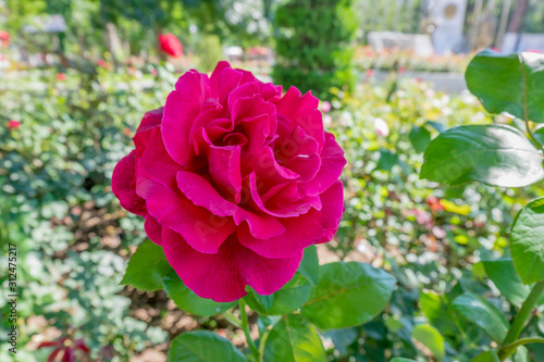 pink rose in the garden