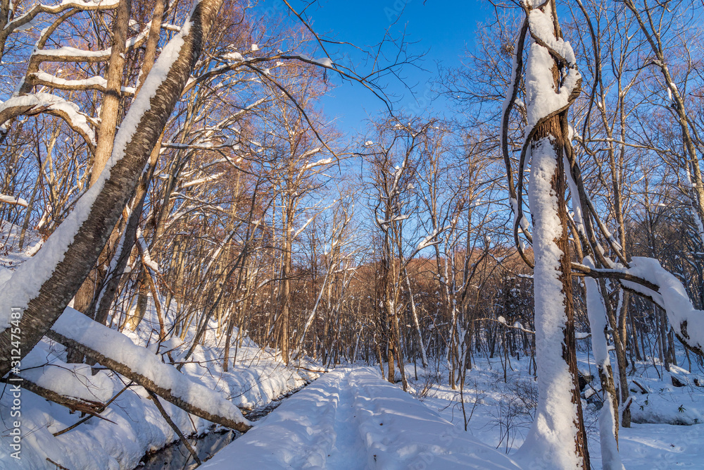Towada Hachimantai National Park in winter Towada Hachimantai National Park in winter