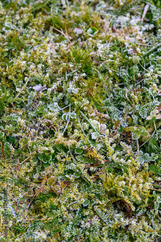 Frozen grass in frost in winter in close-up
