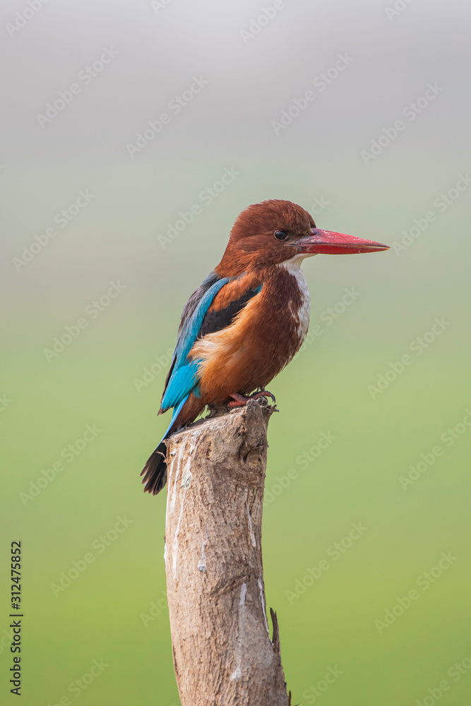 Fototapeta premium White-throated kingfisher