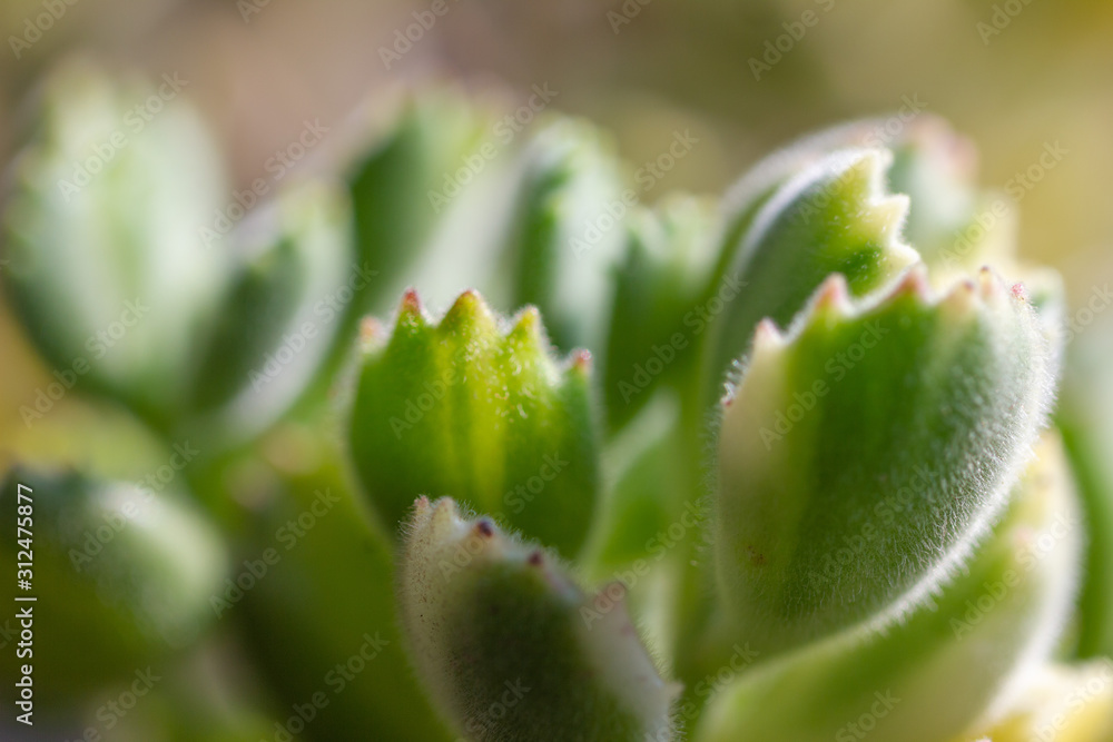 Green cotyledon tomentosa Harv.close up Green cotyledon tomentosa Harv.close up