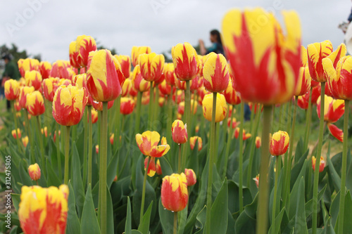 field of colorful tulips of yellow and orange colors