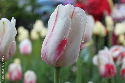 Tulip flowers of different colors of white, red, orange, violet, yellow, purple