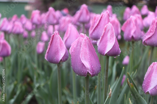 beautiful purple tulip flower in garden