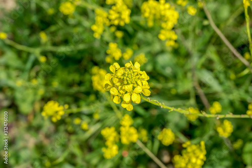 yellow flowers in the garden