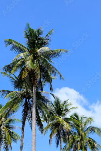 Palm Trees On a Beach with a Blue Sky Background