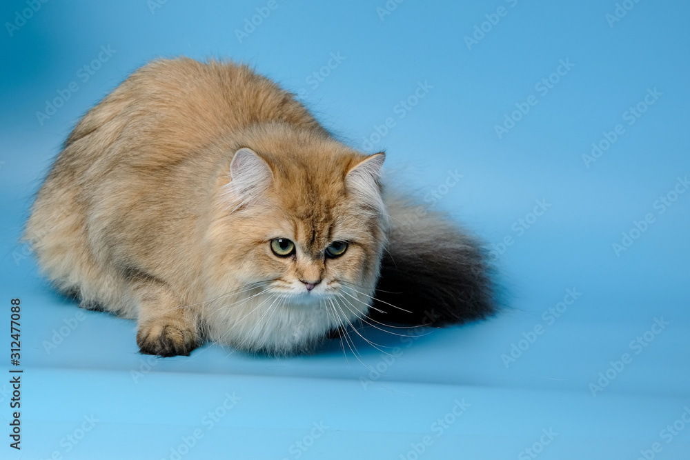 Cute British Longhair cat  indoor