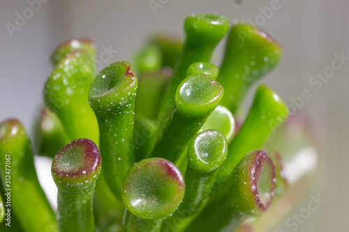 Crassula ovata Gollum succulent plant