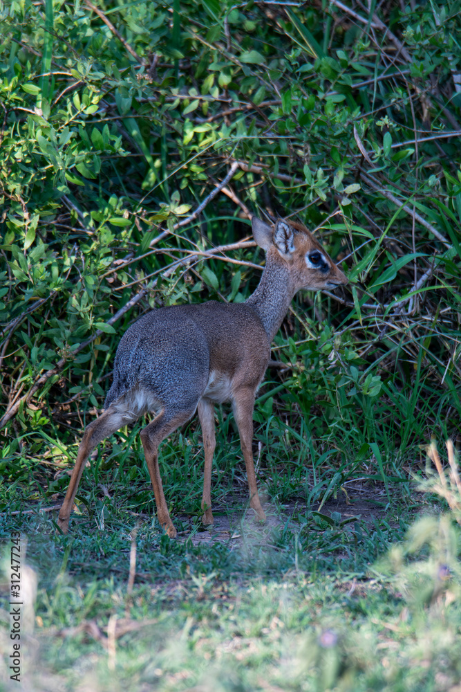 Young African Thompson's Gazelle in Serengeti National Park, Tanzania Young African Thompson's Gazelle in Serengeti National Park, Tanzania