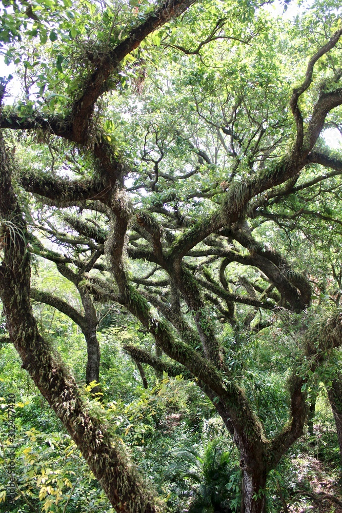 Fototapeta premium Trees