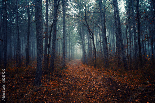 beautiful autumn path in forest © babaroga