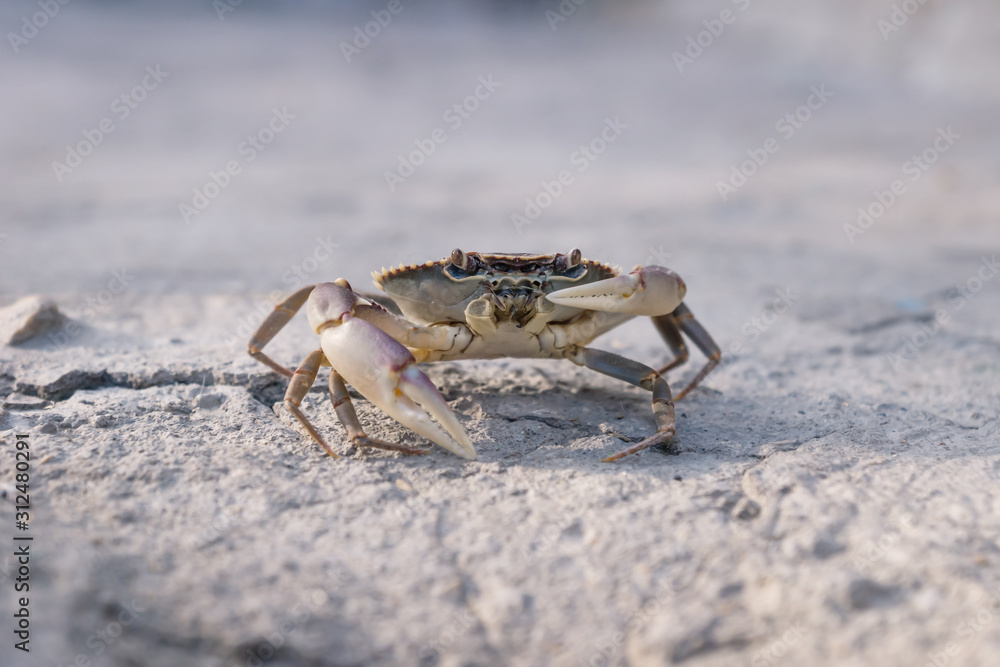Lake crab holding up one claw on stone floor in sunlight