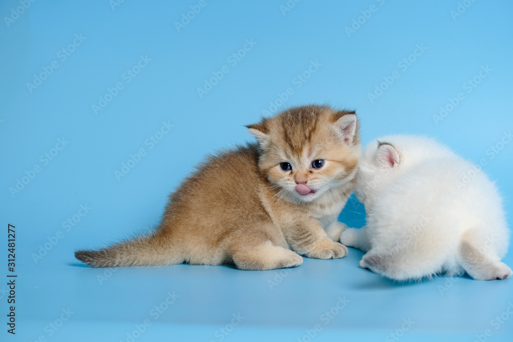 Cute British Longhair cat indoor Cute British Longhair cat indoor