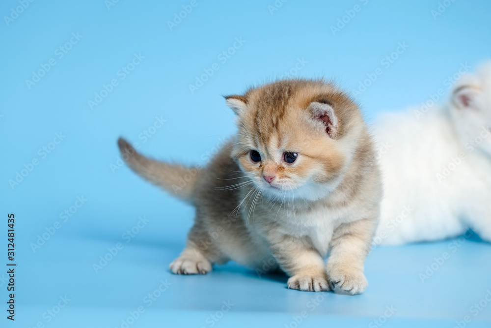 Cute British Longhair cat  indoor