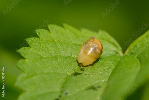 small gastropod on leaf of nettle