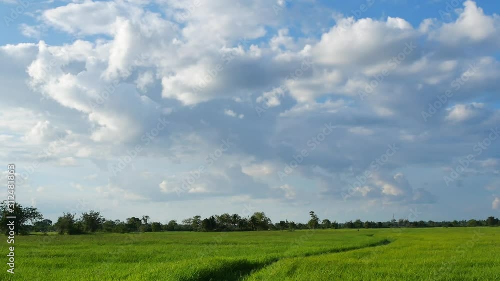 Green rice fields with clear skies, relaxing time. Green rice fields with clear skies, relaxing time.