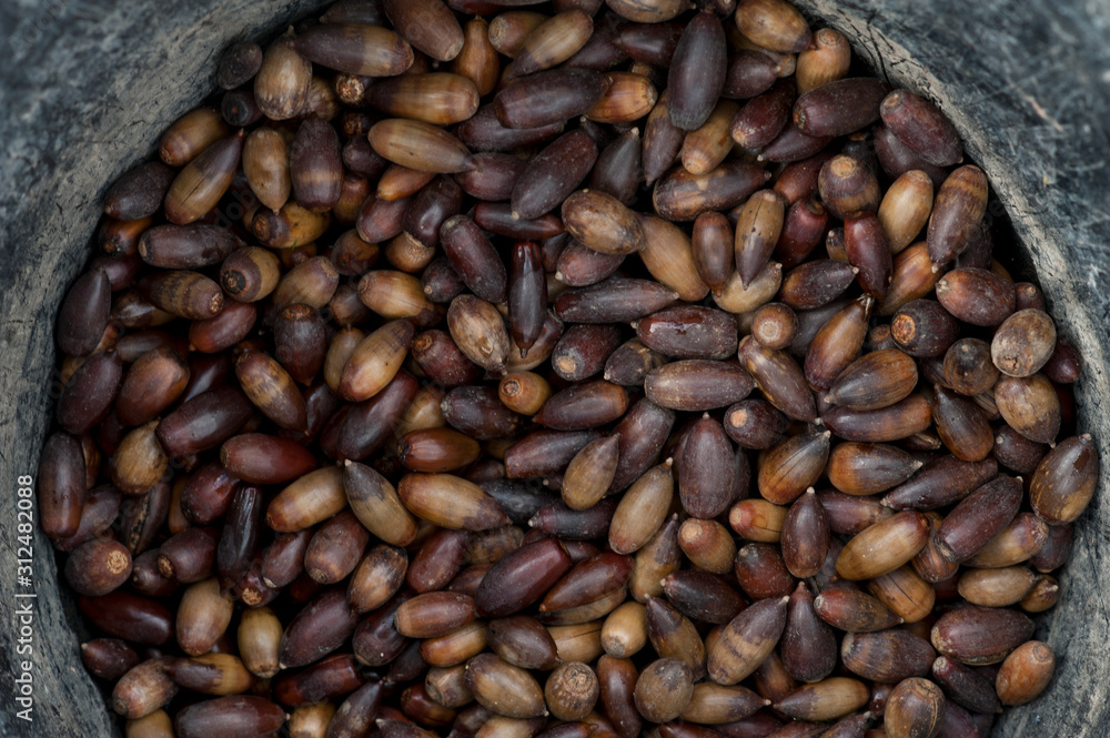 acorns in basket collection ready to eat or sow acorns in basket collection ready to eat or sow