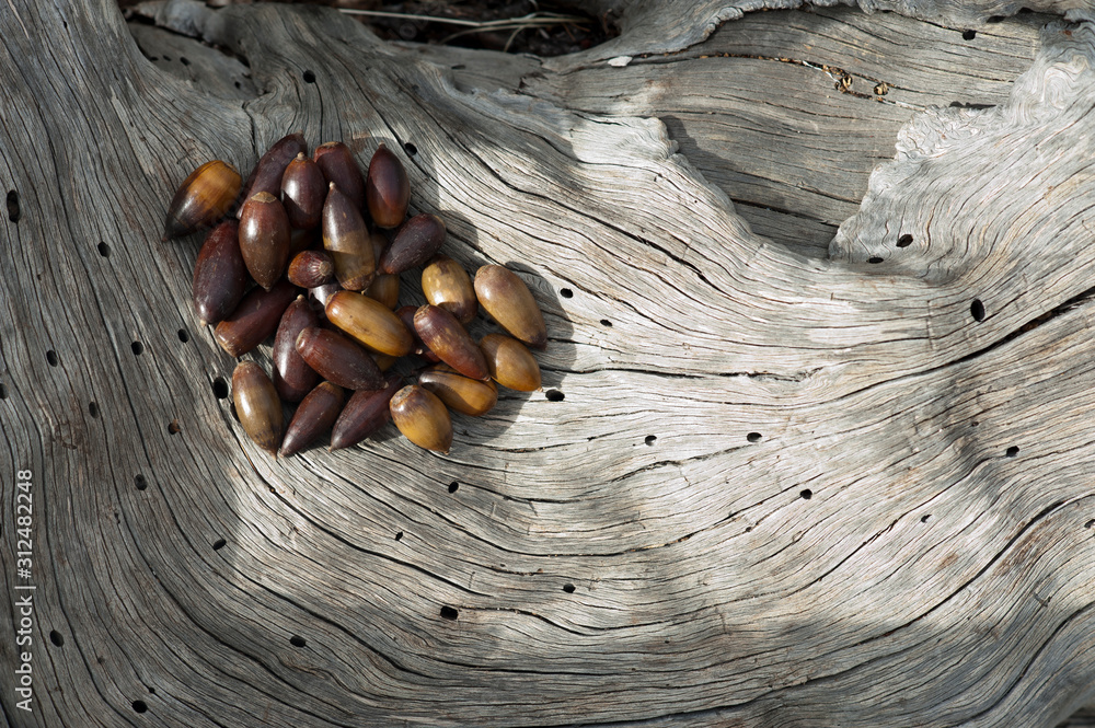 Fototapeta premium acorns on dry tree trunk