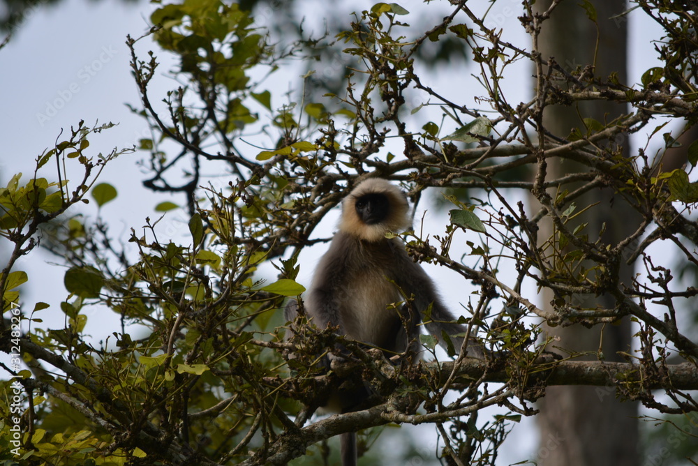 Obraz premium chimp on the tree