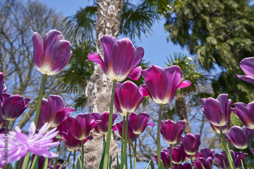 Fototapeta Naklejka Na Ścianę i Meble -  Beautiful flower bed of lilac tulips in the garden on a sunny day