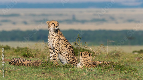 A cheetah walking and looking for its prey in the plains of Africa inside Masai Mara National Reserve during a wildlife safari