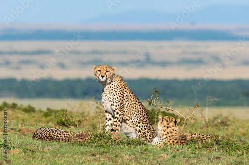A cheetah walking and looking for its prey in the plains of Africa inside Masai Mara National Reserve during a wildlife safari