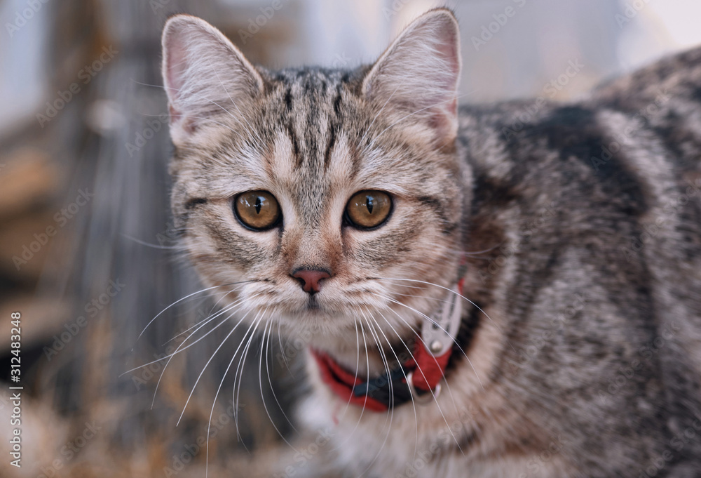 Snapshot of a tabby cat