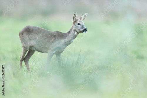 Roe deer doe in winter fur in meadow. Side view.