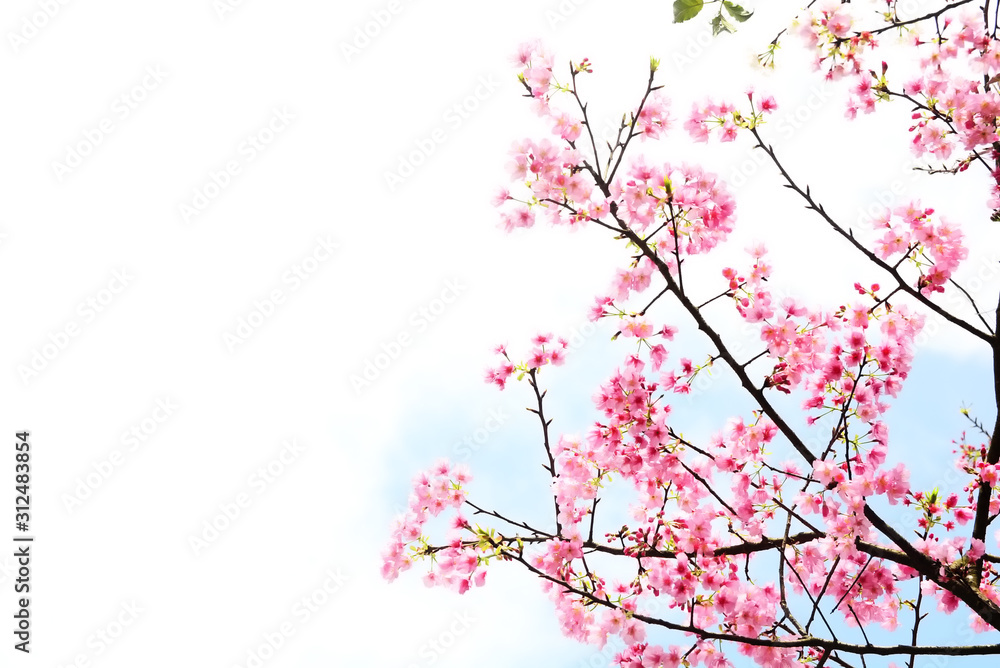 Pink Cherry blossom or the sakura flower in spring season with Beautiful Nature Background at Taiwan,  Cherry blossom or sakura branch