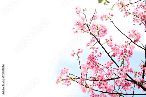 Pink Cherry blossom or the sakura flower in spring season with Beautiful Nature Background at Taiwan,  Cherry blossom or sakura branch © njmucc