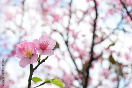 Pink Cherry blossom or the sakura flower in spring season with Beautiful Nature Background at Taiwan   Cherry blossom or sakura branch