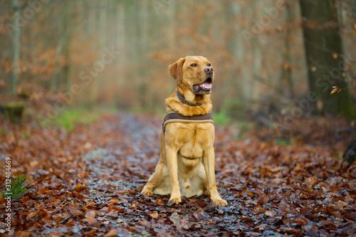Fuchsroter Labrador Retriever im herbstlichen Wald
