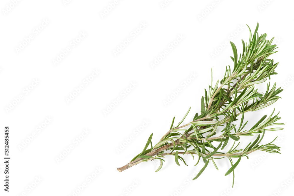 Fresh rosemary twig located at the bottom and right, background