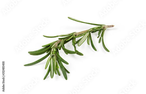 Stem of fresh rosemary with leaves on a white background