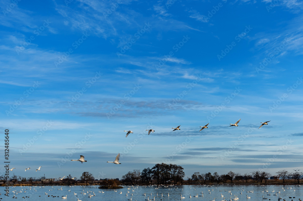 【新潟県瓢湖】白鳥が越冬のために訪れる瓢湖はラムサール条約登録湿地